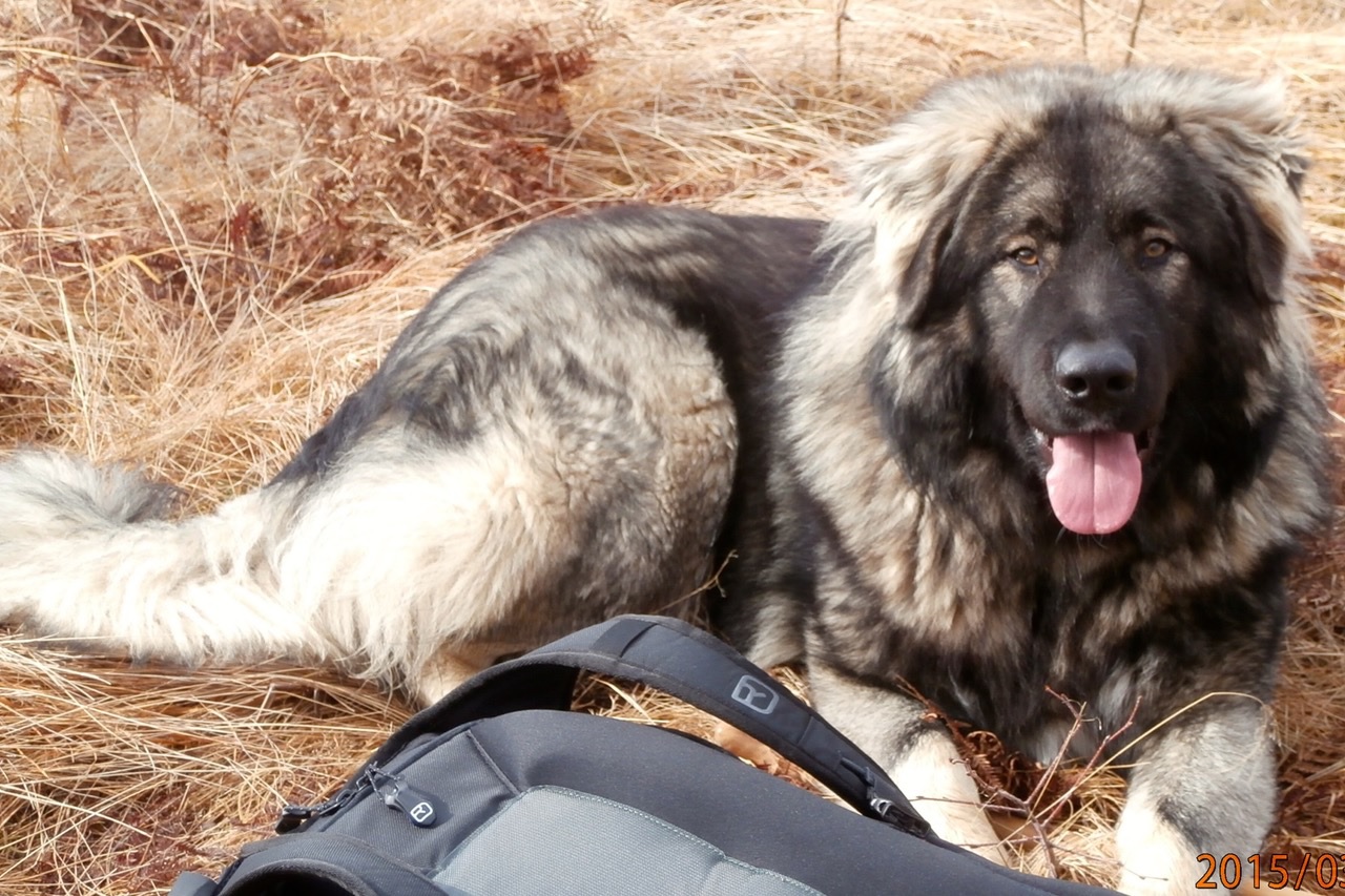 Atentatul de la Râul Alb (V) – În sat, mi se spunea „Plimbărețul“