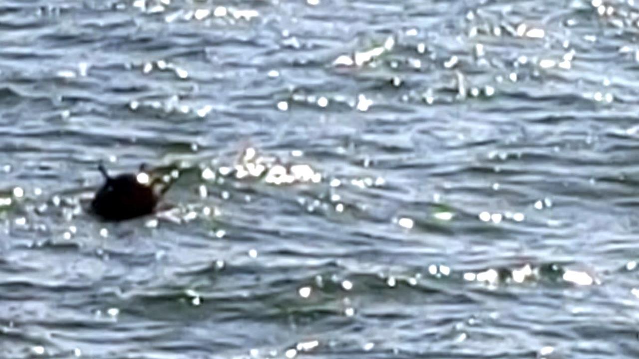 Raport al serviciilor secrete despre planurile ruşilor în Marea Neagră