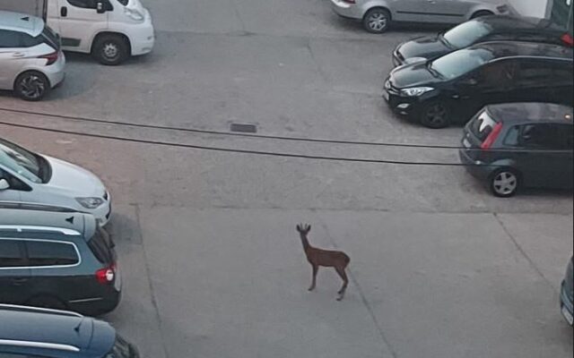 „A apărut frumusețea între betoane”. Căprioară, surprinsă între blocuri