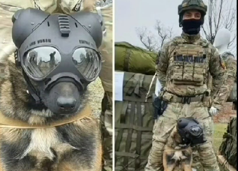 Ares, câinele parașutist de la Bacău (video)