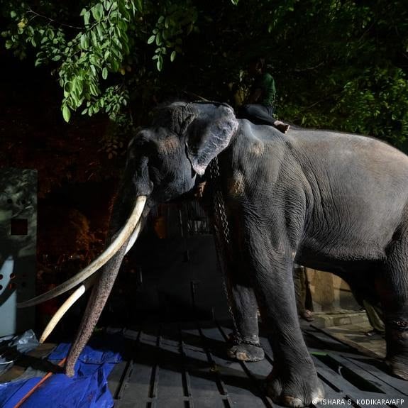 Un elefant a declanşat o dispută diplomatică