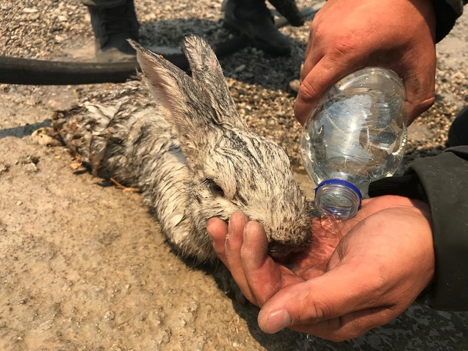 Pompierii români, salvatori în Rodos