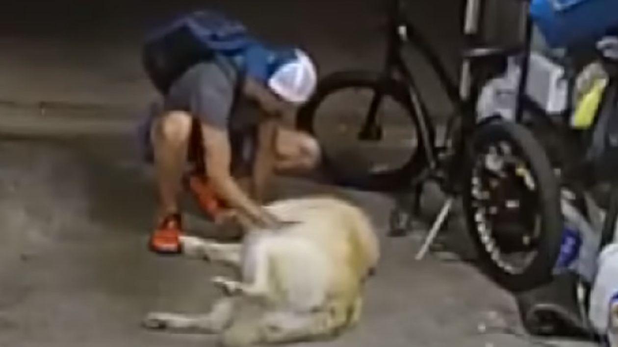 Câinele care își dezamăgește stăpânul