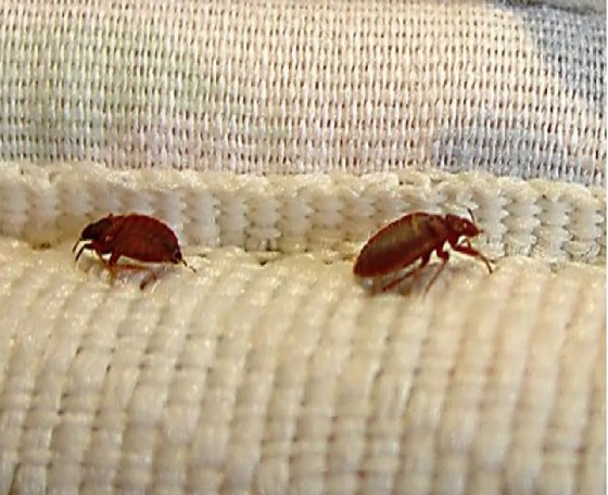 Cum apar ploșnițele de pat! N-are legătură cu mizeria