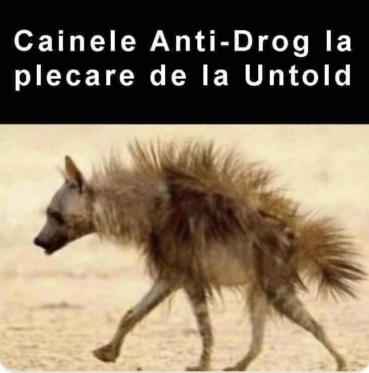 Câinele, la plecarea de la UNTOLD