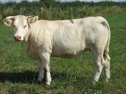 Au slăbit și nu mai dau lapte. Cine le ucide vacile?               