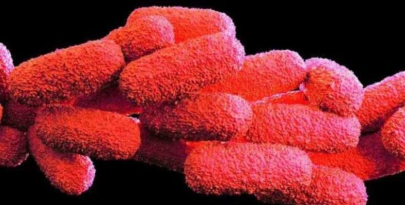 Alertă sanitară în Polonia din cauza unei bacterii ucigașe