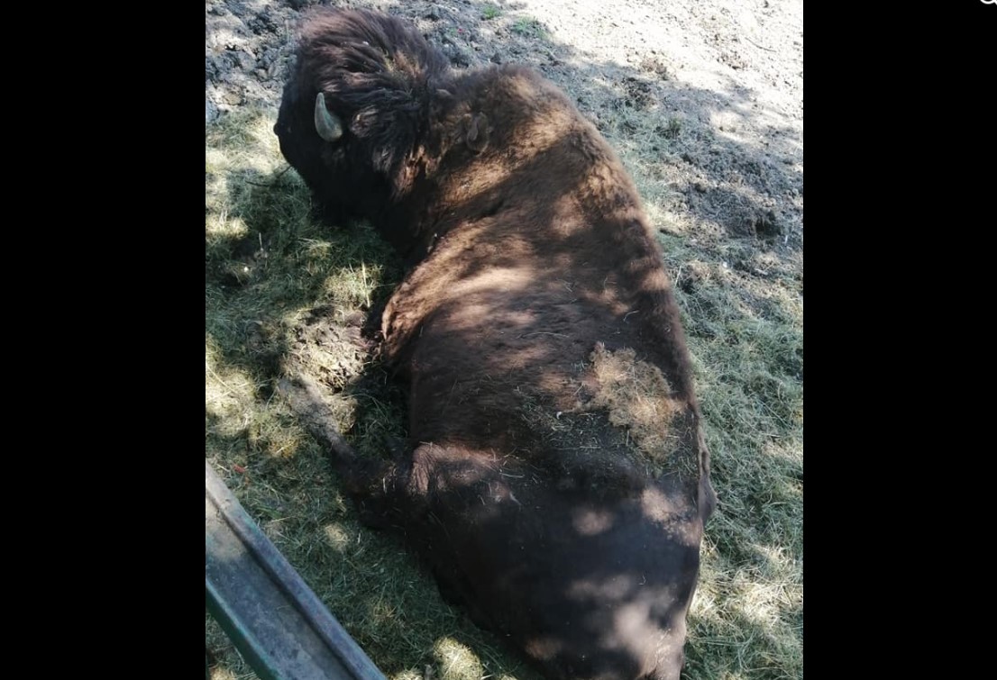 Bizoni evadați de la Zoo Târgu Mureș