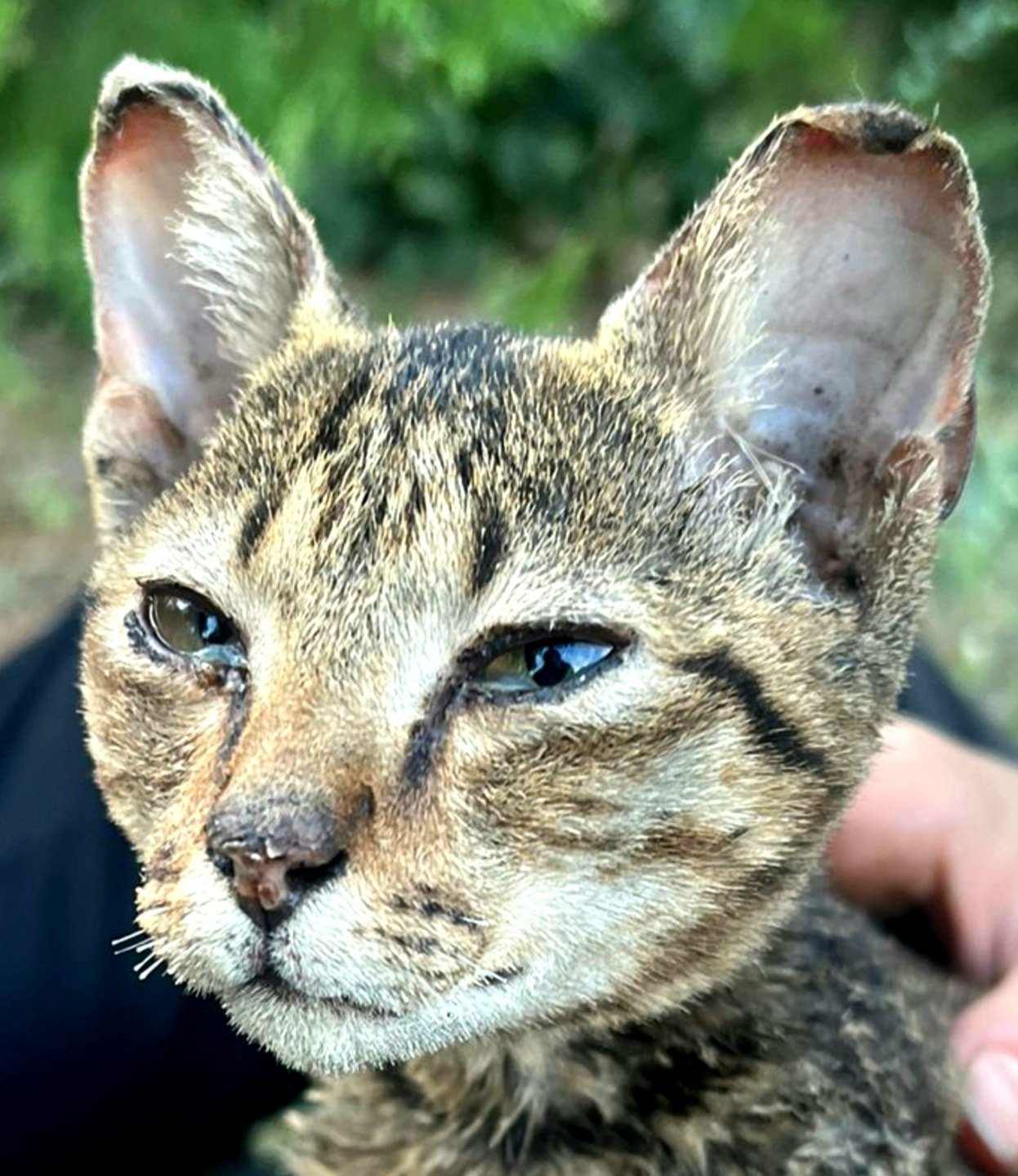 Ars la urechi, ars la ochi, cu un dinte rupt… Povestea lui Crevete de la Crevedia