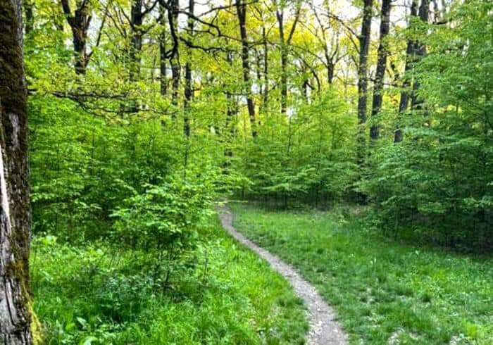 ”Adio Pădure Trivale – arie protejată!”