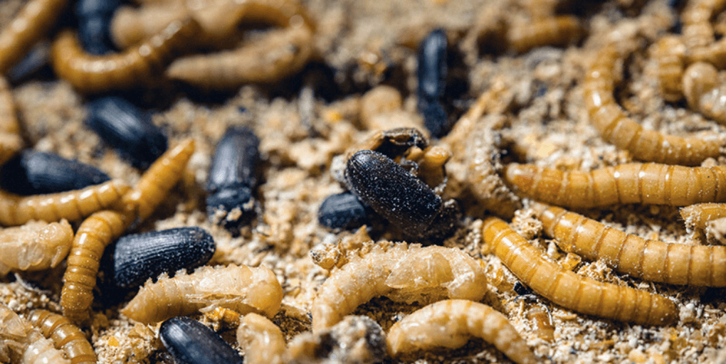 Avem lege pentru „alimentele noi”: Vierme galben, greier de casă şi alte insecte