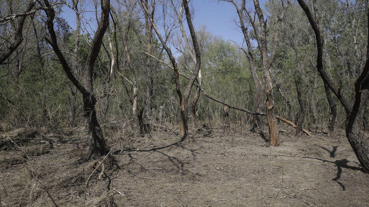 Drona și miorițele cu trei-patru stele