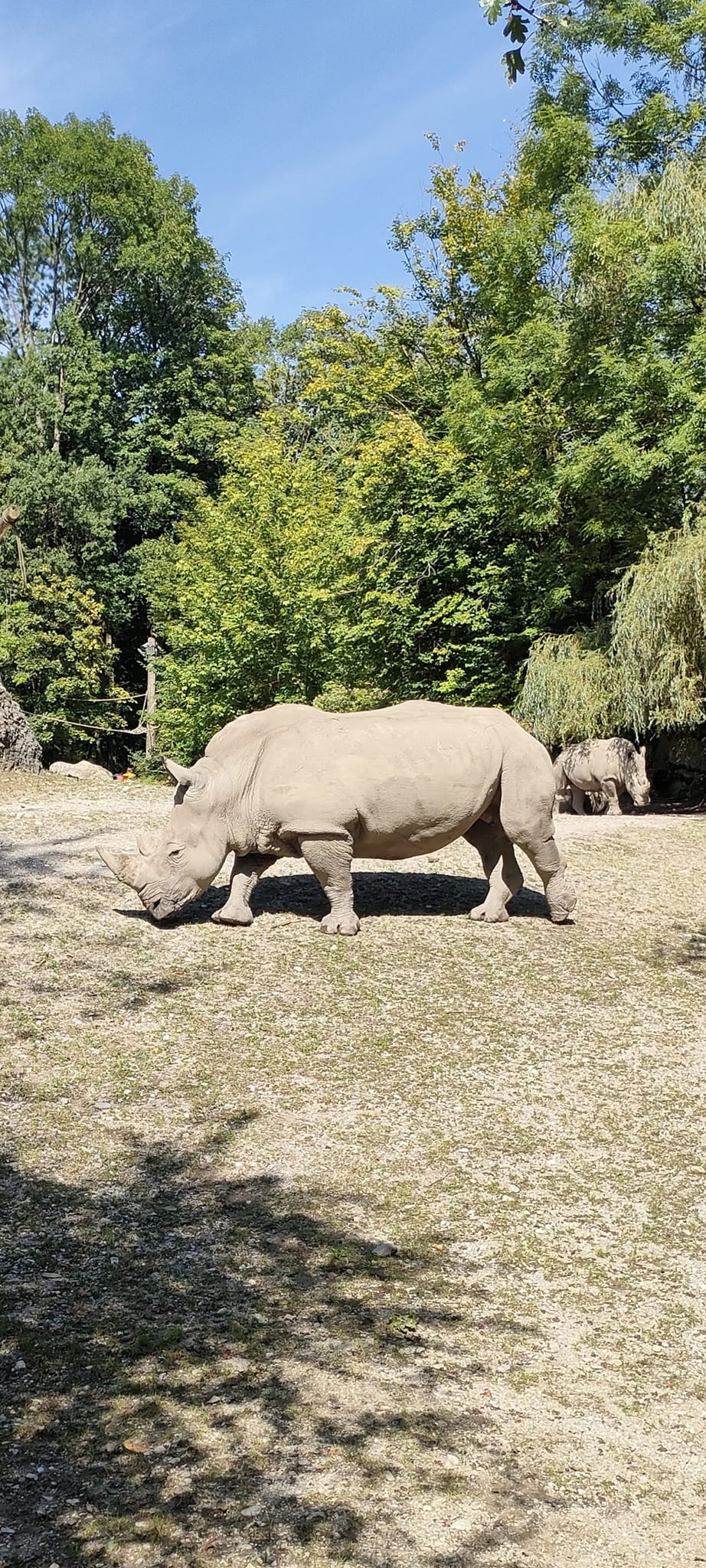 Îngrijitoare ucisă la Zoo de un rinocer