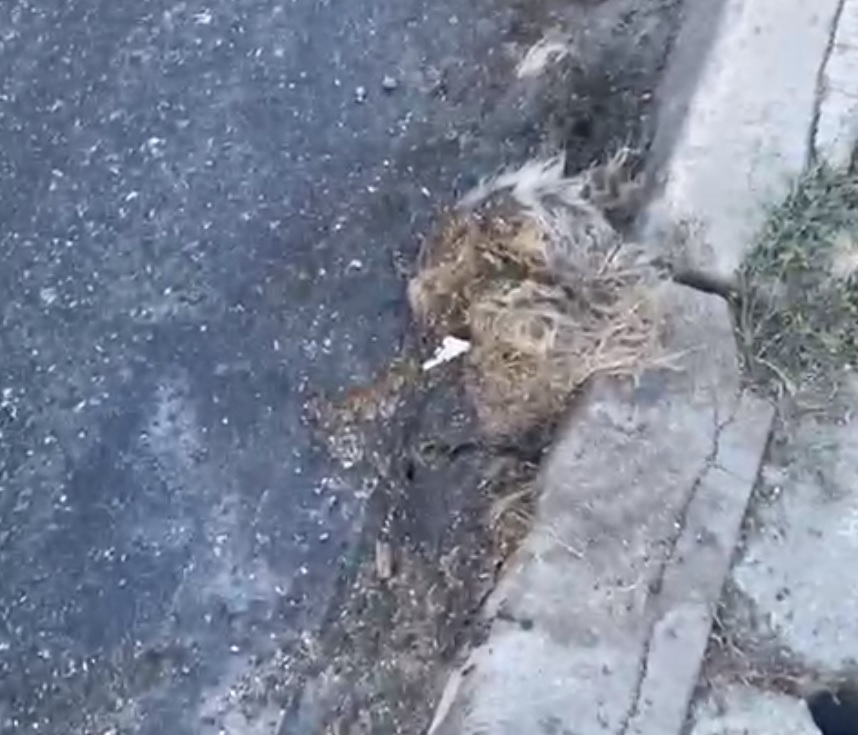 Gestul care a strârnit revoltă: Au turnat asfalt peste un câine mort