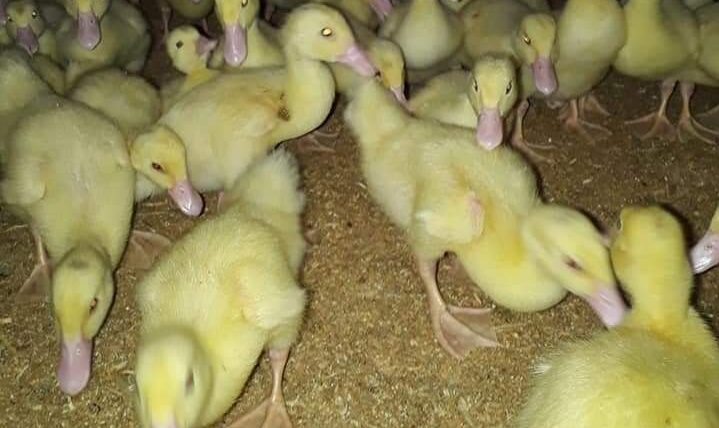 Franța își vaccinează rațele