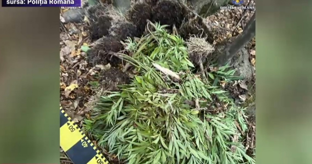 Procuror, cultivator de cannabis. ”Fac plăcintă tradițională”