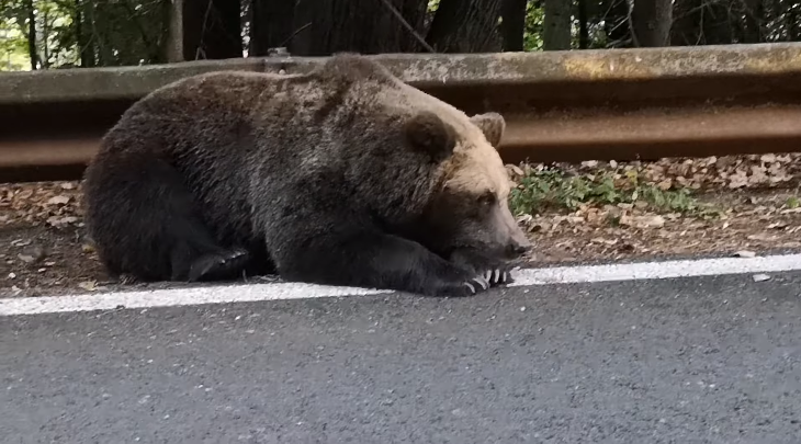 (VIDEO) Am văzut 12 urși la șosea în nici 24 de ore!