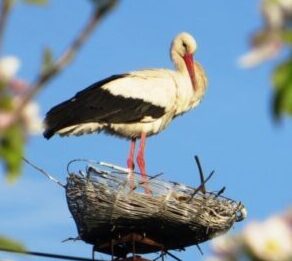 Popas prelungit…  Cocorii dau semne că nu mai vor să plece!