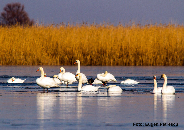 Lebede suspecte de gripă aviară