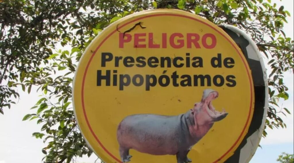 Hipopotamii lui Escobar creează probleme în Columbia