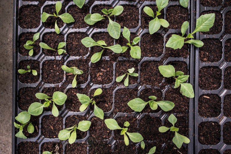 Semințele viitorului. Pastilele din care se vor cultiva plante. Terenurile agricole vor fi pline