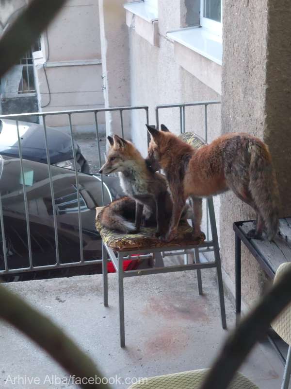 Imagine inedită: Vulpile prind curaj pentru traiul urban