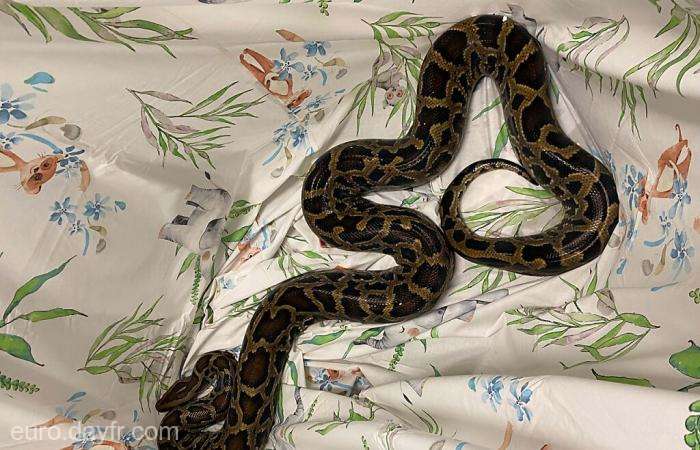 Prinși de poliție cu pitonul în portbagaj