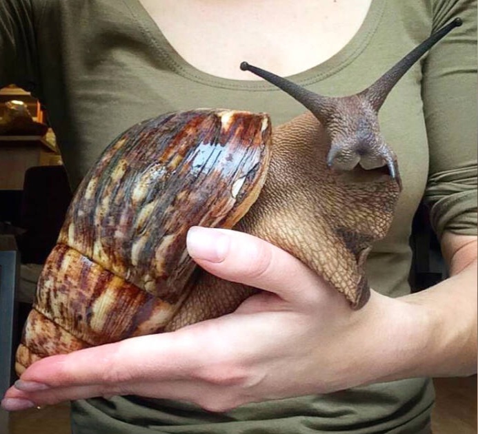 Europenii, înnebuniți după un animal de companie periculos