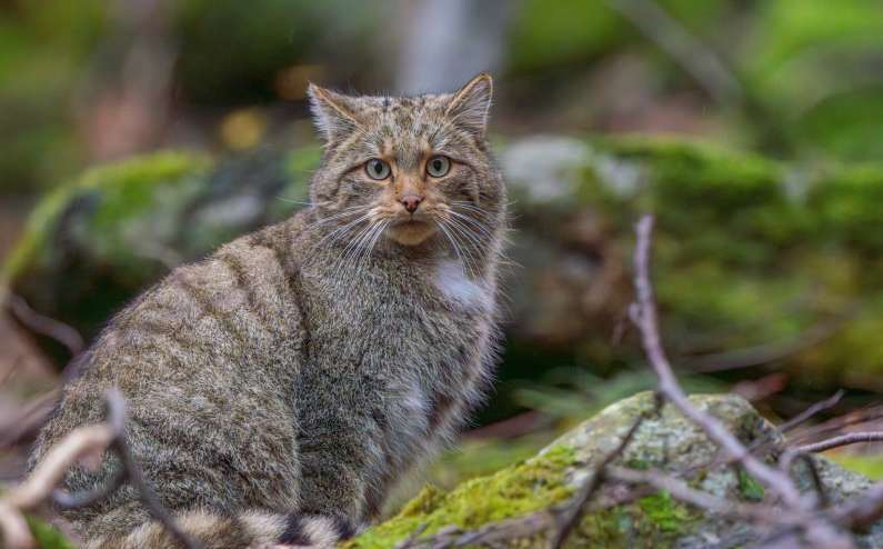 Imagine rară din Parcul Național Retezat