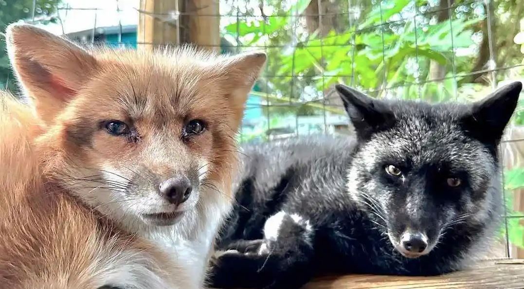 Vulpi „cu defecte” salvate din industria blănurilor