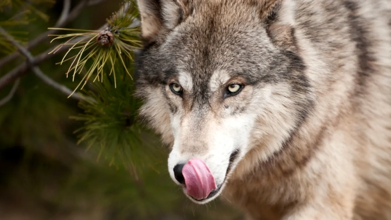 Câinii au fost sfâșiați. După urși, a început atacul lupilor!