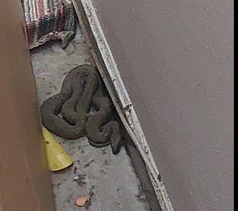 Experiență de groază: S-au trezit cu un şarpe în apartament