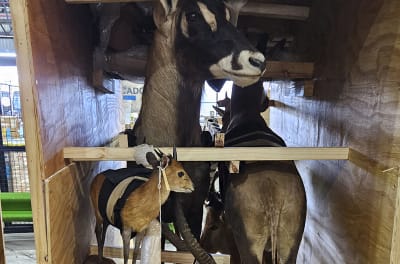 Interpol a destructurat o rețea uriaşă care trafica animale sălbatice