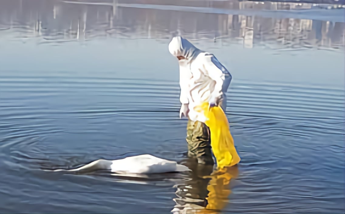 Situație îngrijorătoare în Deltă: Lebede găsite moarte