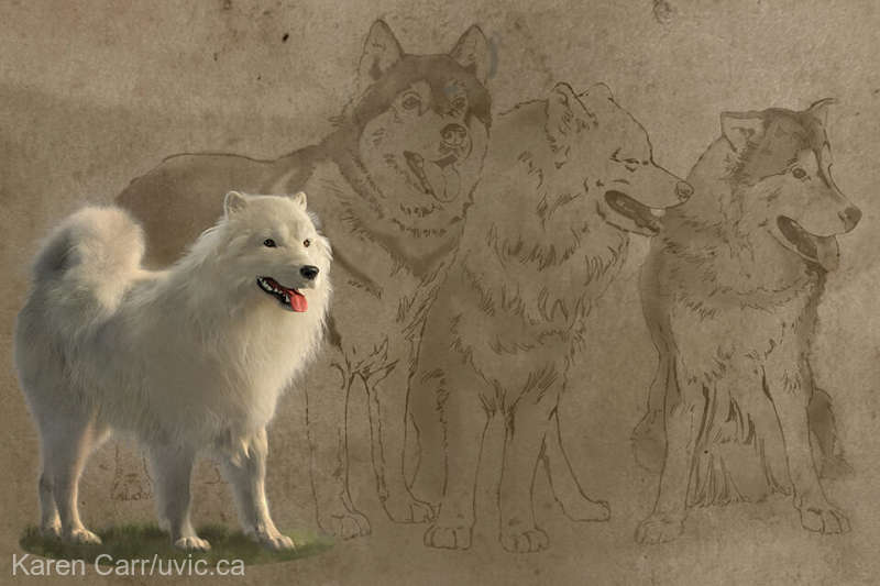 Câinii lânoşi: Povestea unei rase dispărute spusă de genetică