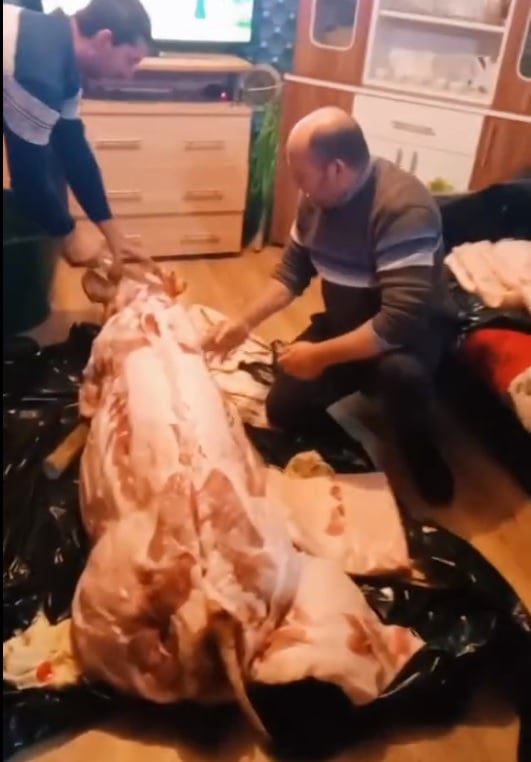 (VIDEO) Au tranșat porcul în sufragerie!