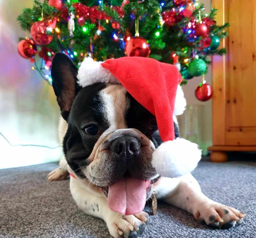 Ai animal de companie? Sfaturi pentru perioada sărbătorilor!