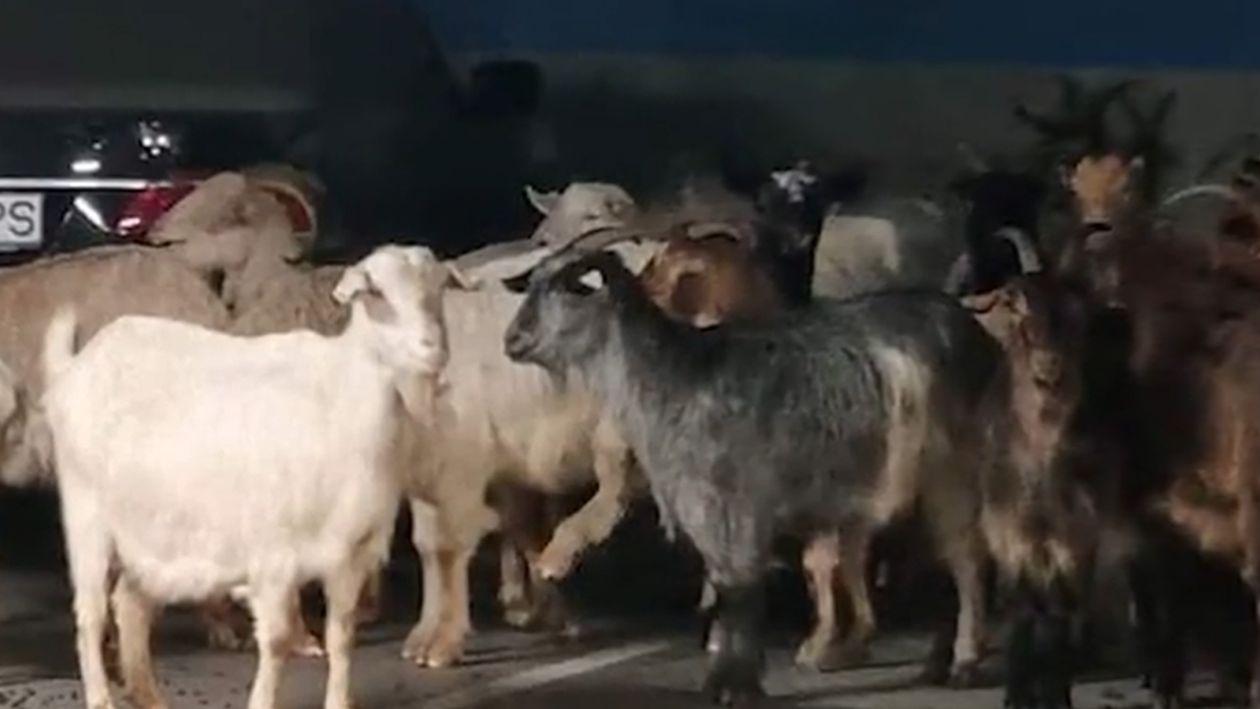 În mall, la cumpărături. O turmă de capre le-a blocat ieșirea din parcare