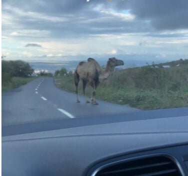 „De când avem cămile la Cluj?”