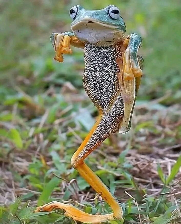 Moș Perciun e o femeie mov