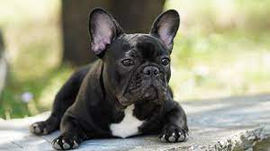 Studiu. Câinii şi-au modificat culoarea ochilor