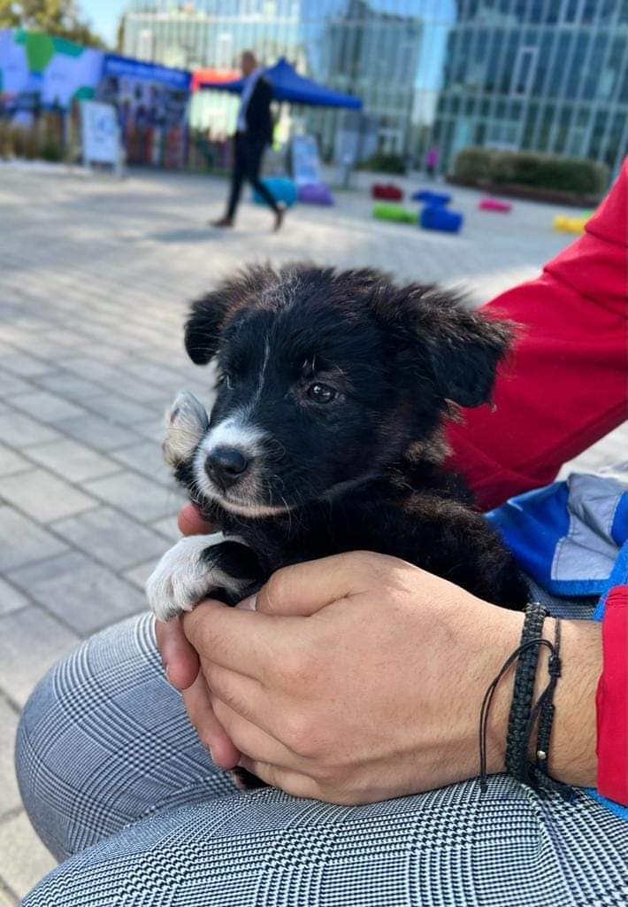 ASPA își face bilanțul: Peste 1.200 de adopții