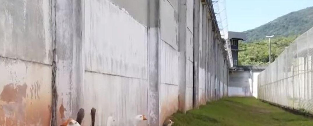 (VIDEO)Să vezi cine păzește o închisoare din Brazilia. Mai bune decât câinii!