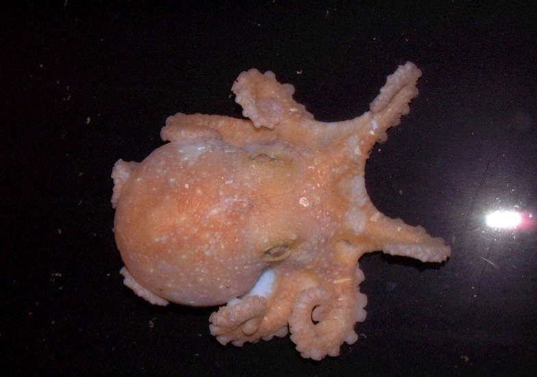 ADN-ul de caracatiță dezleagă mistere de acum 120.000 de ani