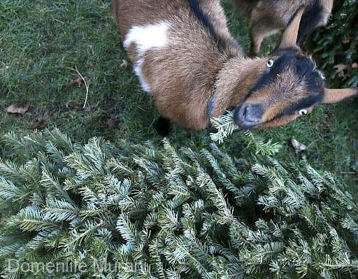 A împăcat și capra, și bradul. „Sunt bogate în vitamina C”