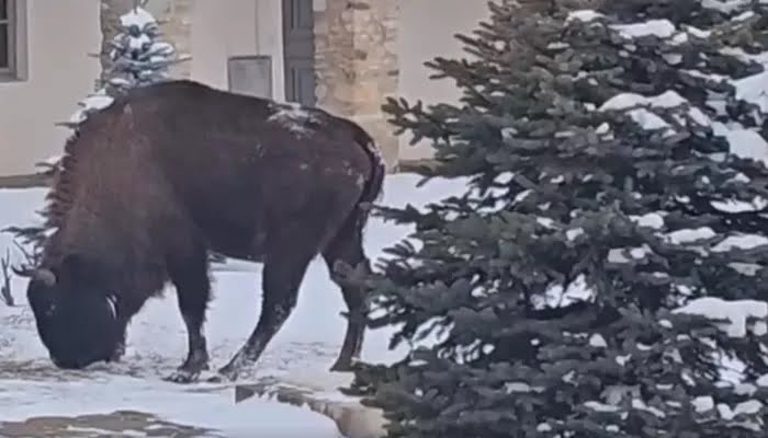 (VIDEO) Inedit: Un zimbru a ajuns la mănăstire