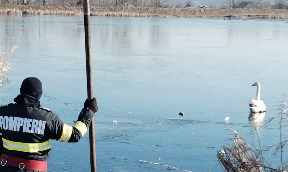 Lebede salvate de la îngheț de pompieri  