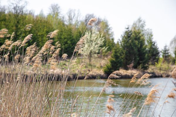 Ministrul Barbu trimite corpul de control la stuful din Deltă