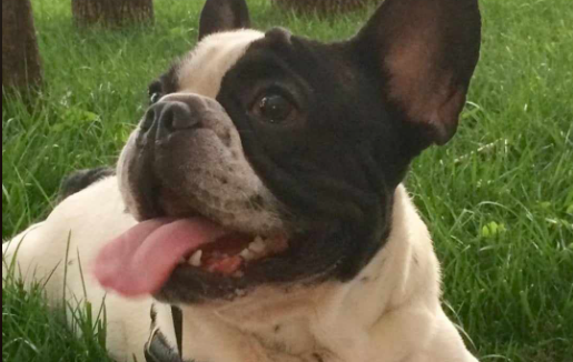 ”Valentine Dog Shows”. Concurs de frumuseţe pentru câinii de rasă la,  Ploieşti