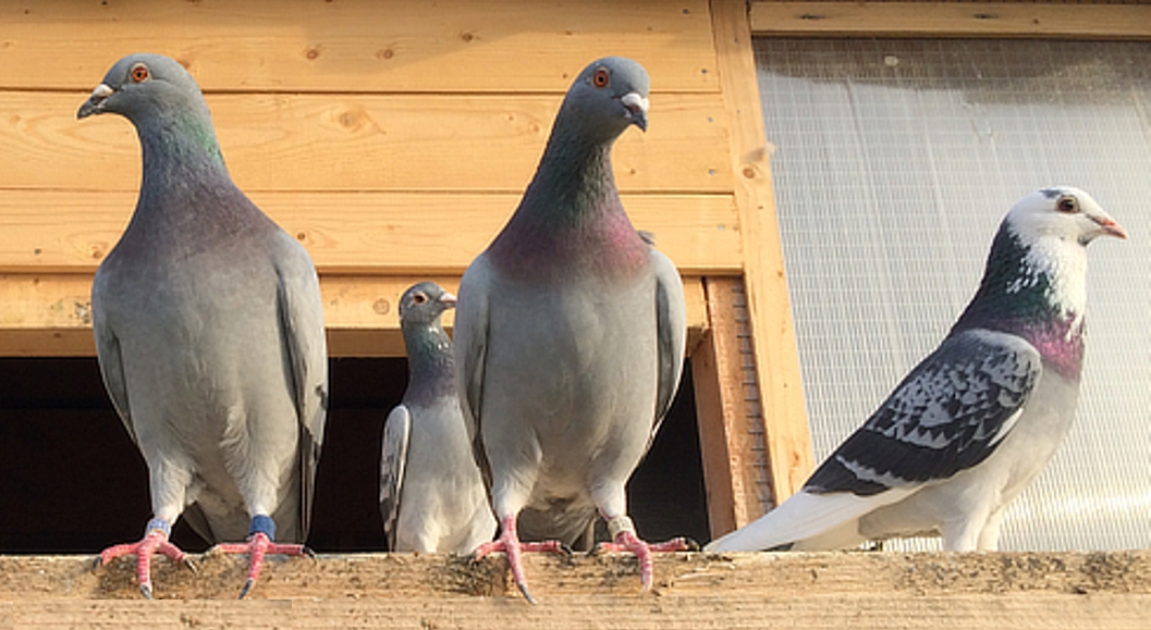 Familia extinsă a unui columbofil – porumbeii